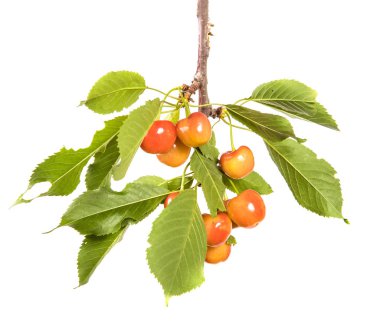 Kırmızı Sarı kiraz dal ile bırakır. Beyaz arka plan üzerinde izole