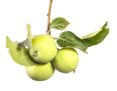 yaprakları ile dal olgunlaşmamış yeşil elma. Beyaz arka plan üzerinde izole