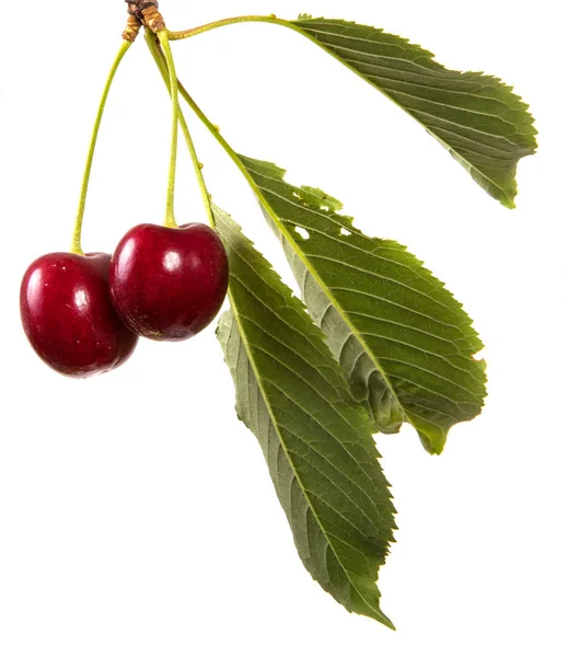 Tmavě Červené Cherry Větvi Zelenými Listy Izolované Bílém Pozadí — Stock fotografie