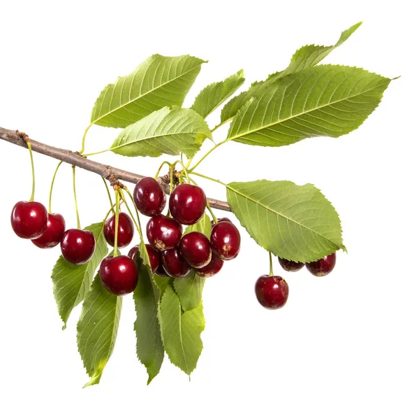 koyu kırmızı kiraz dal yeşil yaprakları. Beyaz arka plan üzerinde izole