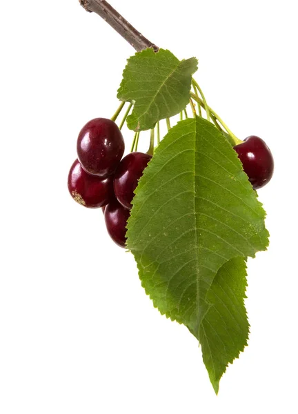 Cereja Vermelha Escura Ramo Com Folhas Verdes Isolado Fundo Branco — Fotografia de Stock