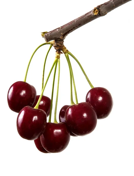 Meyveleri Koyu Kırmızı Kiraz Sapı Üzerinde Vardır Beyaz Arka Plan — Stok fotoğraf