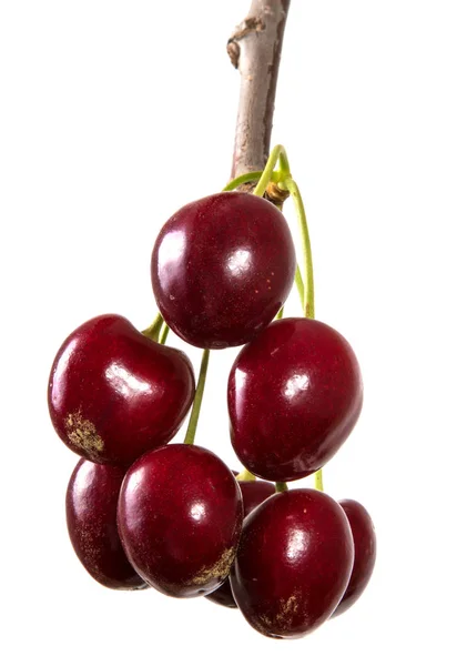 Beri Adalah Cherry Merah Gelap Pada Pegangan Terisolasi Latar Belakang — Stok Foto