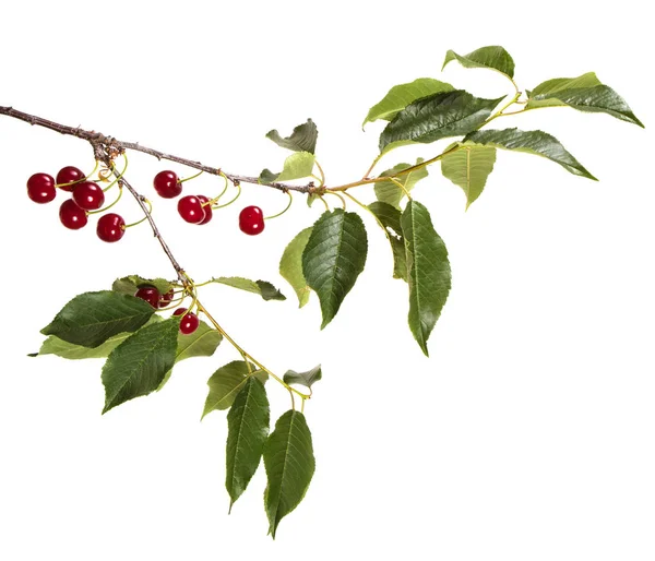 Ripe Cherries Branch Isolated White Background — Stock Photo, Image