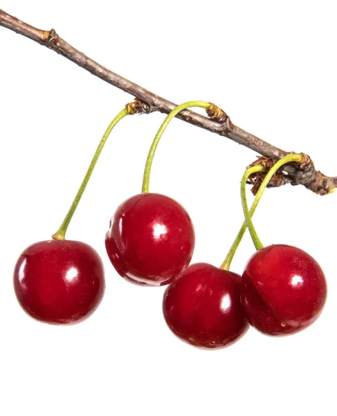 Cerises Mûres Sur Une Branche Isolé Sur Fond Blanc — Photo