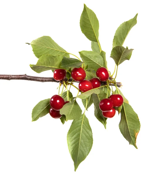 Ripe Cherries Branch Isolated White Background — Stock Photo, Image