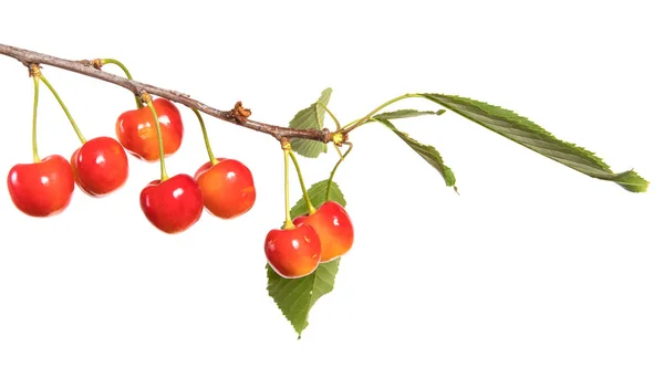 Cereza Roja Amarilla Una Rama Con Hojas Aislado Sobre Fondo —  Fotos de Stock