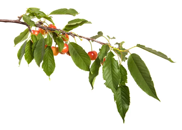 Cherry Red Żółty Gałęzi Liści Białym Tle — Zdjęcie stockowe