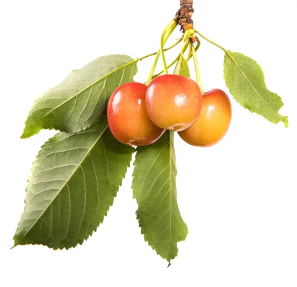 Piros Sárga Cherry Egy Ágon Levelek Elszigetelt Fehér Background — Stock Fotó