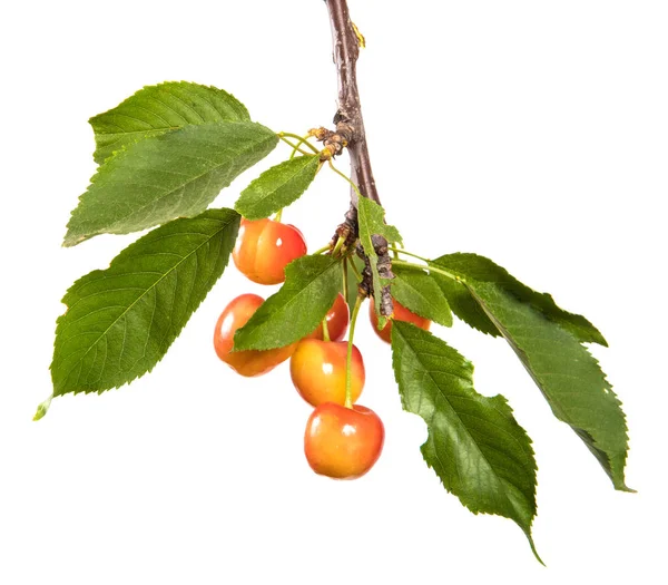 Piros Sárga Cherry Egy Ágon Levelek Elszigetelt Fehér Background — Stock Fotó