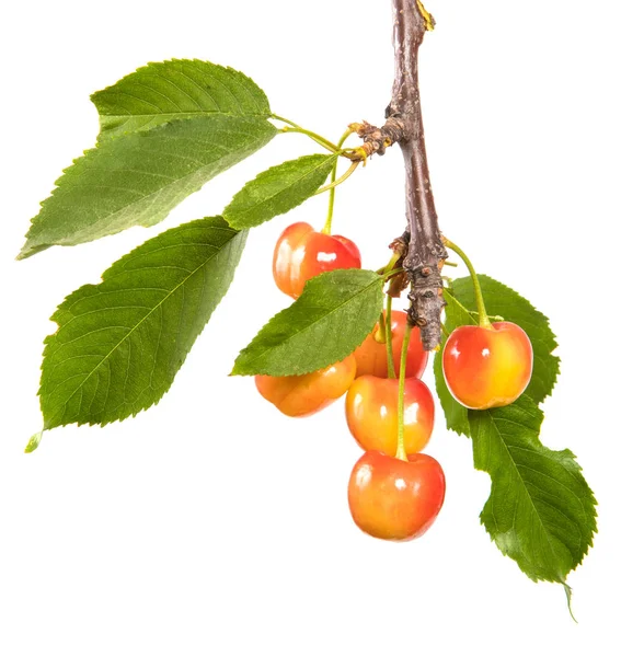 Red Yellow Cherry Branch Leaves Isolated White Background — Stock Photo, Image