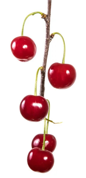 Beri Adalah Cherry Merah Gelap Pada Pegangan Terisolasi Latar Belakang — Stok Foto