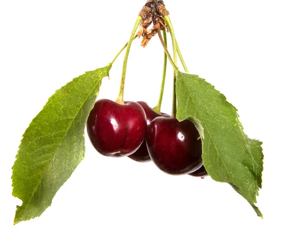 Cherry Merah Gelap Pada Cabang Dengan Daun Hijau Terisolasi Latar — Stok Foto