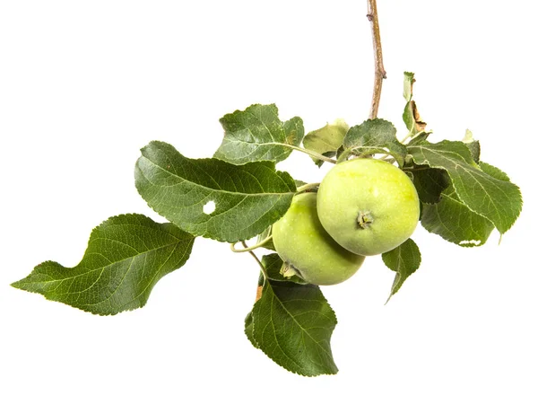 Manzanas Verdes Inmaduras Una Rama Con Hojas Aislado Sobre Fondo —  Fotos de Stock