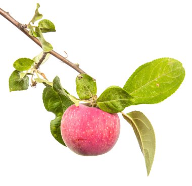 Olgun elma ve yeşil yaprakları ile şube. Beyaz arka plan üzerinde izole