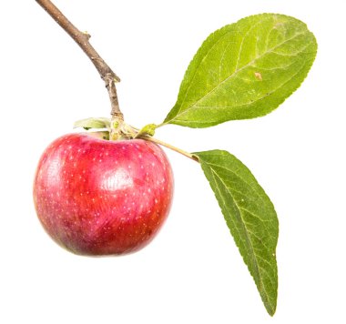 Olgun elma ve yeşil yaprakları ile şube. Beyaz arka plan üzerinde izole