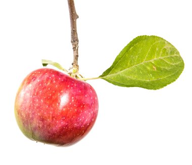 Olgun elma ve yeşil yaprakları ile şube. Beyaz arka plan üzerinde izole