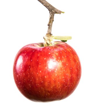 Olgun elma ve yeşil yaprakları ile şube. Beyaz arka plan üzerinde izole