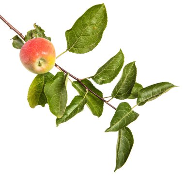 Olgun elma ve yeşil yaprakları ile şube. Beyaz arka plan üzerinde izole