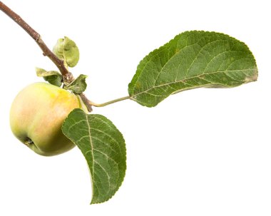 Olgun elma ve yeşil yaprakları ile şube. Beyaz arka plan üzerinde izole