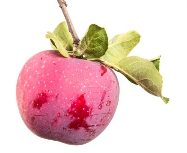 Olgun elma ve yeşil yaprakları ile şube. Beyaz arka plan üzerinde izole