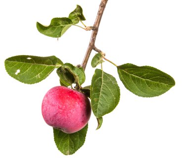 Olgun elma ve yeşil yaprakları ile şube. Beyaz arka plan üzerinde izole