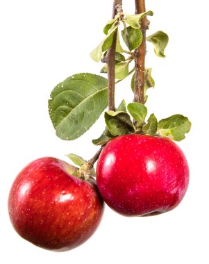 Olgun elma ve yeşil yaprakları ile şube. Beyaz arka plan üzerinde izole