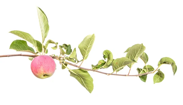 Υποκατάστημα Ώριμα Μήλα Και Πράσινα Φύλλα Απομονωμένα Λευκό Φόντο — Φωτογραφία Αρχείου