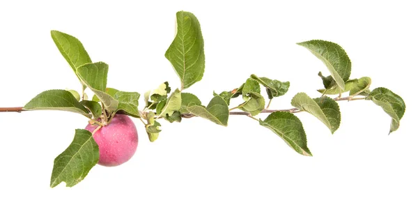 熟したリンゴと緑の葉と枝 白い背景に分離 — ストック写真