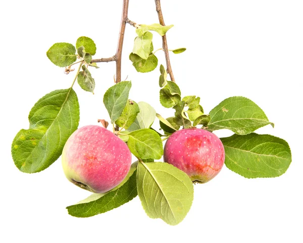 Branche Aux Pommes Mûres Aux Feuilles Vertes Isolé Sur Fond — Photo