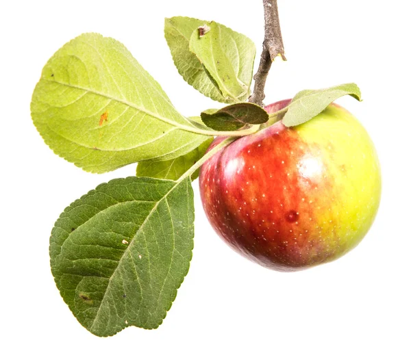 Branche Aux Pommes Mûres Aux Feuilles Vertes Isolé Sur Fond — Photo