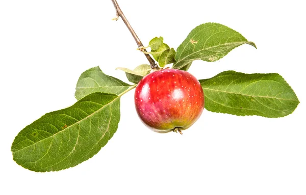 Rama Con Manzanas Maduras Hojas Verdes Aislado Sobre Fondo Blanco —  Fotos de Stock