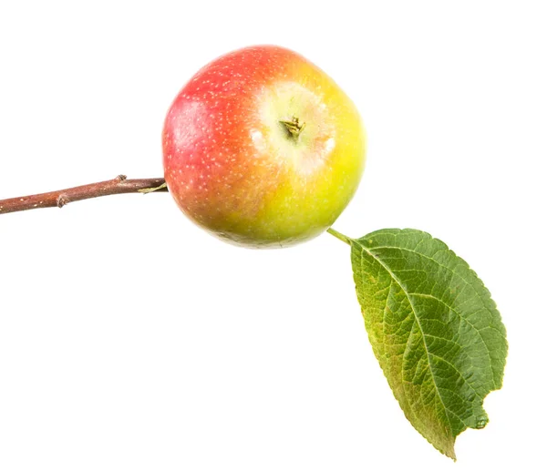 Rama Con Manzanas Maduras Hojas Verdes Aislado Sobre Fondo Blanco — Foto de Stock