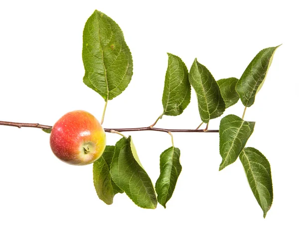 Branche Aux Pommes Mûres Aux Feuilles Vertes Isolé Sur Fond — Photo