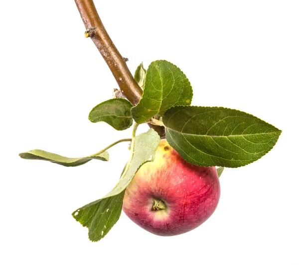 Tak Met Rijpe Appels Groene Bladeren Geïsoleerd Witte Achtergrond — Stockfoto