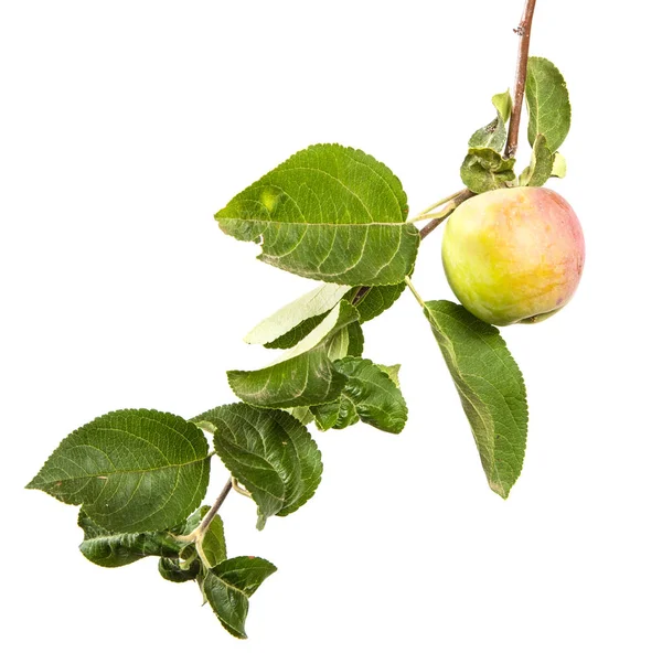 树枝上有成熟的苹果和绿叶 在白色背景上被隔离 — 图库照片