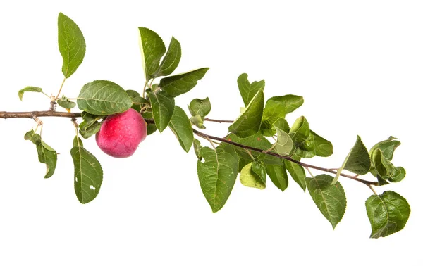 Gren Med Mogna Äpplen Och Gröna Blad Isolerad Vit Bakgrund — Stockfoto