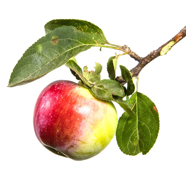Zweig Mit Reifen Äpfeln Und Grünen Blättern Isoliert Auf Weißem — Stockfoto