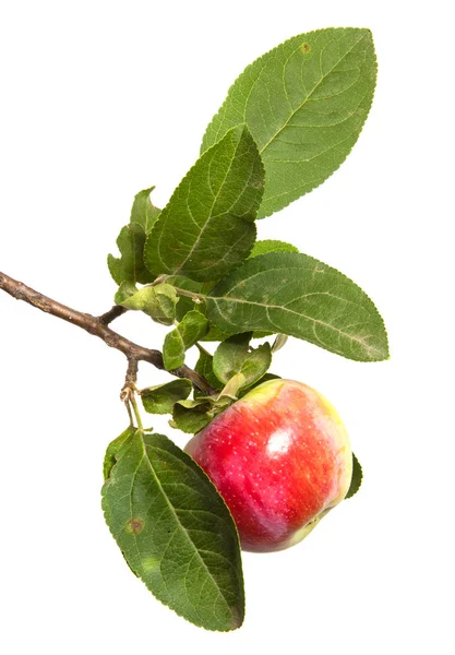 Branch Ripe Apples Green Leaves Isolated White Background — Stock Photo, Image