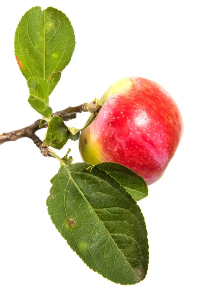 Branche Aux Pommes Mûres Aux Feuilles Vertes Isolé Sur Fond — Photo