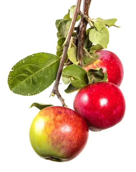 Branche Aux Pommes Mûres Aux Feuilles Vertes Isolé Sur Fond — Photo