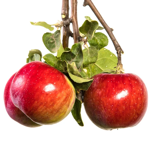 Branche Aux Pommes Mûres Aux Feuilles Vertes Isolé Sur Fond — Photo