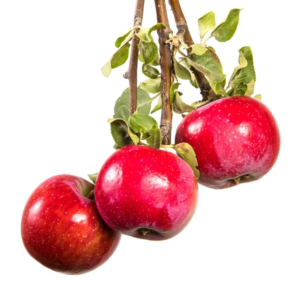 Branche Aux Pommes Mûres Aux Feuilles Vertes Isolé Sur Fond — Photo