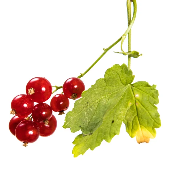 Ripe Bunch Red Currant Isolated White Background — Stock Photo, Image