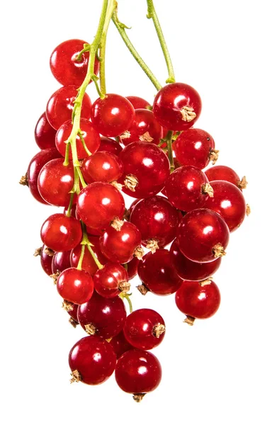 Bel Ribes Rosso Maturo Isolato Sfondo Bianco — Foto Stock