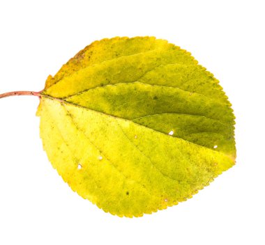 sararmış kayısı yaprak. beyaz bir arka plan üzerinde