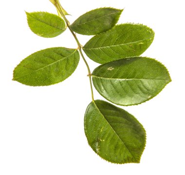 bir çalı gül yaprak yeşil. beyaz bir arka plan üzerinde