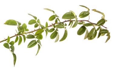 Bush yeşil yaprakları ile yükseldi. beyaz bir arka plan üzerinde