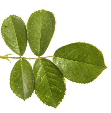 bir çalı gül yaprak yeşil. beyaz bir arka plan üzerinde