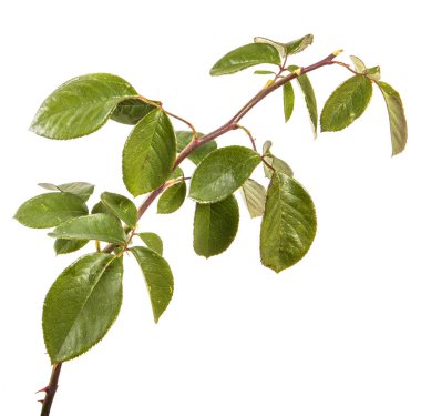 Bush yeşil yaprakları ile yükseldi. beyaz bir arka plan üzerinde